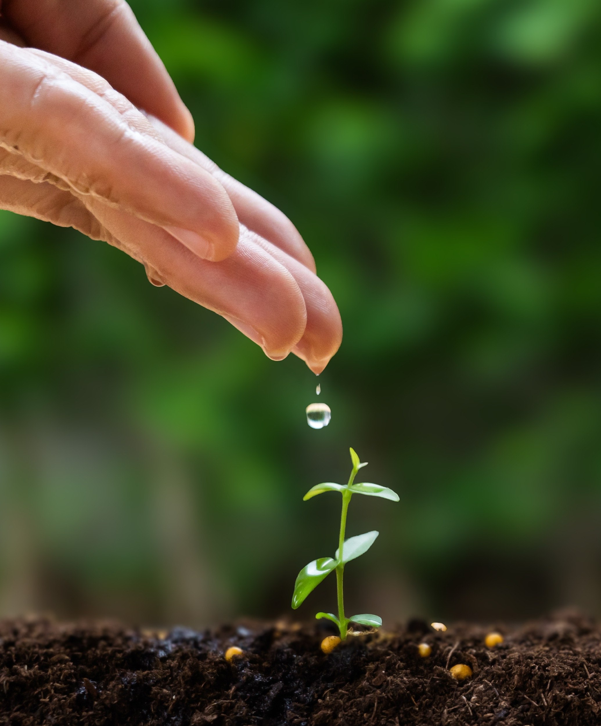 Water Efficient Plant